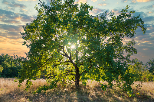 Big oak tree at the sunset with sun rays shining through the foliage