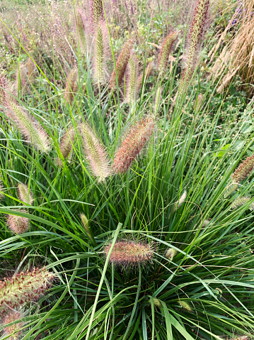 Green Pennisetum Gras, also known as fountaingrasses (fountain grasses)