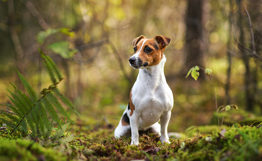 Small Jack Russell terrier sitting on forest path with leaves, moss and twigs, blurred trees background