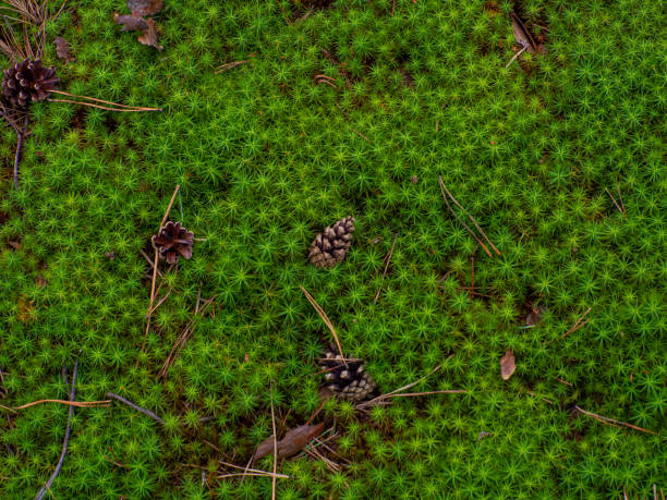 istock Star Moss, Polytrichum commune, seen from above 1682332657