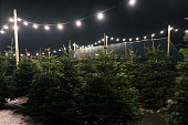Cut Nordmann Christmas trees at the market in the middle of the street in the evening against the background of bright garlands. The concept of New Year's miracle and holidays
