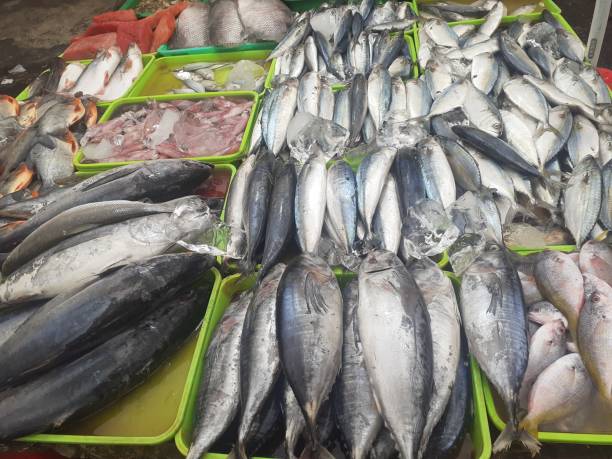 istock Fresh fish seen on the trays of fish traders 1682340625