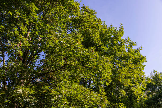 istock Deciduous trees with green foliage in summer 1682352298