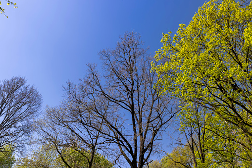 deciduous trees with green foliage in the spring season, sunny weather in the spring season in the park