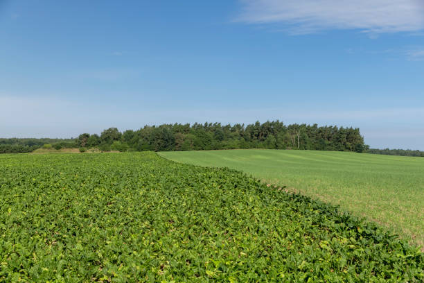 istock green foliage on sugar beet in a field 1682359068