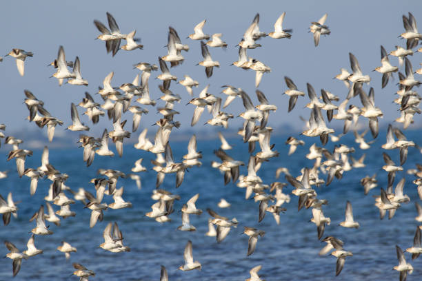 istock Large flock of dunlin birds 1682359091