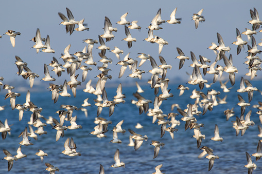 Flock over the sea of dunlins - Calidris alpina