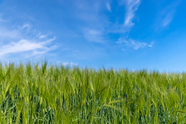 istock agricultural field with green cereals in summer 1682360195