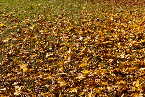 istock Orange maple foliage lies on the ground 1682361887