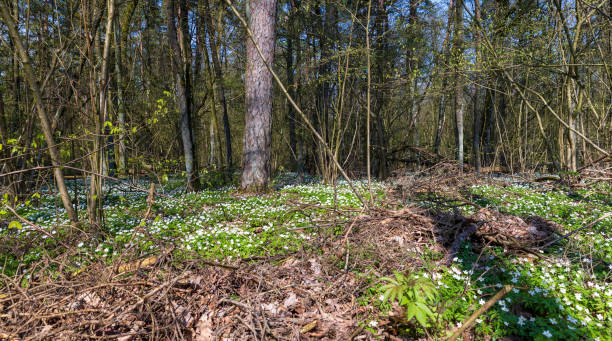 istock the first spring flowers of anemone are white in a mixed forest 1682363062