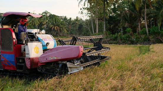 South Sulawesi, Indonesia, September 15 2023 : Farmer harvesting organic rice farmland with combine tractor in Indonesia