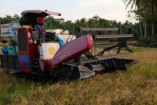 South Sulawesi, Indonesia, September 15 2023 : Farmer harvesting organic rice farmland with combine tractor in Indonesia