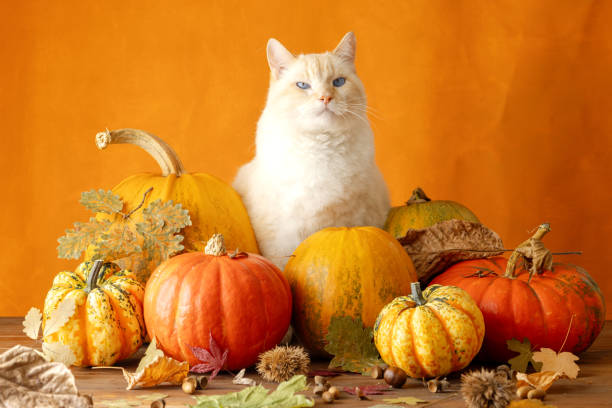 istock Brooding cat with blue eyes sitting among beautiful pumpkins, autumn background 1682379673