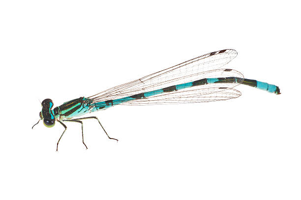 istock small blue and black dragonfly isolated on white 168239599