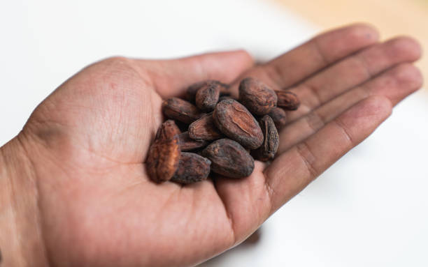 istock Woman holding cocoa beans in hand 1682399685