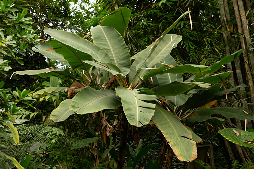 Banana palm tree growing in tropical greenhouse.