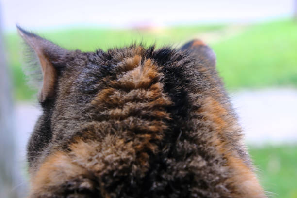 A red domestic cat looks out the window. back view.