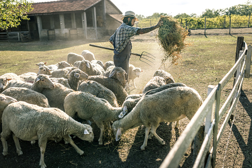 a farmer feeds sheep on his farm