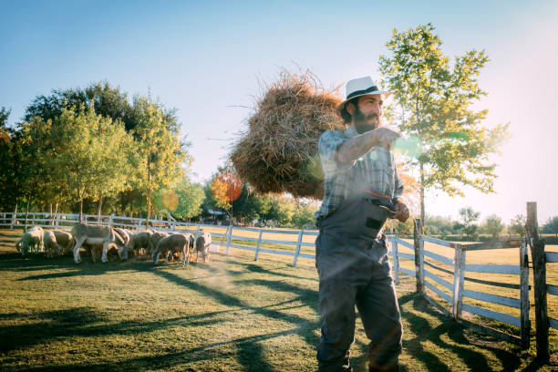 a farmer feeds sheep on his farm