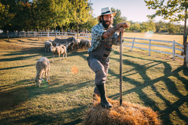 istock a farmer feeds sheep on his farm 1682413945