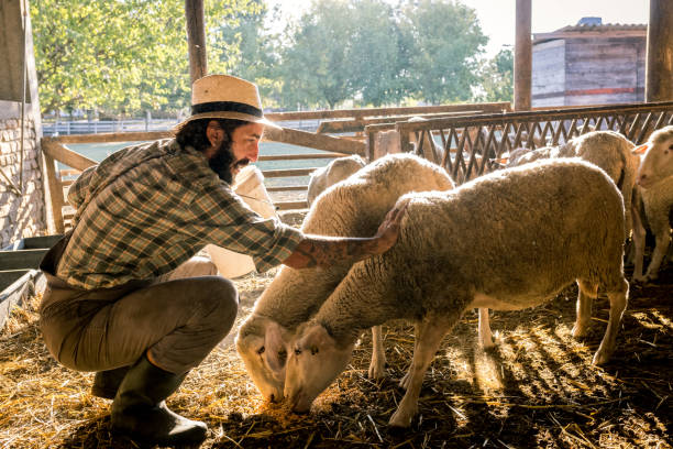 istock a farmer feeds sheep on his farm 1682414492