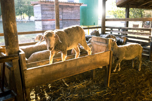 a farmer feeds sheep on his farm