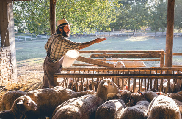 istock a farmer feeds sheep on his farm 1682416106