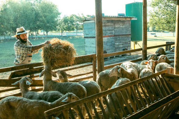 a farmer feeds sheep on his farm