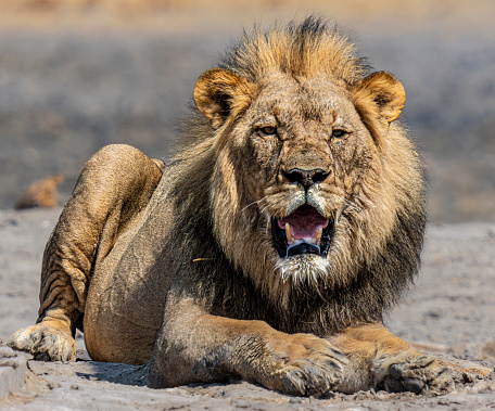 A close up image of a wild female lion. The wild lion is lying in the African savannah.