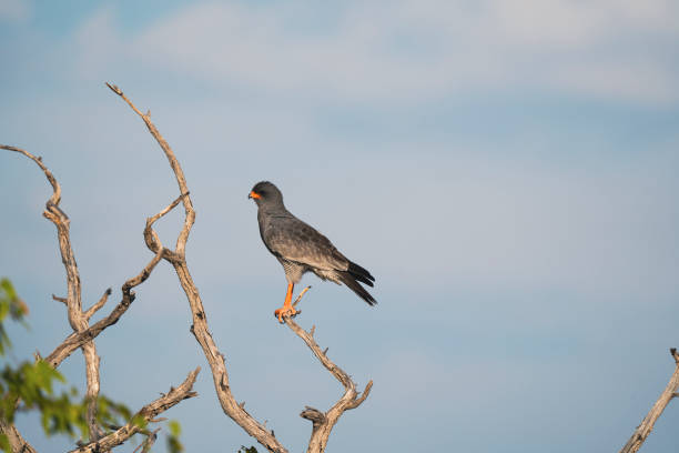 Great singing goshawk in Namibia, Africa