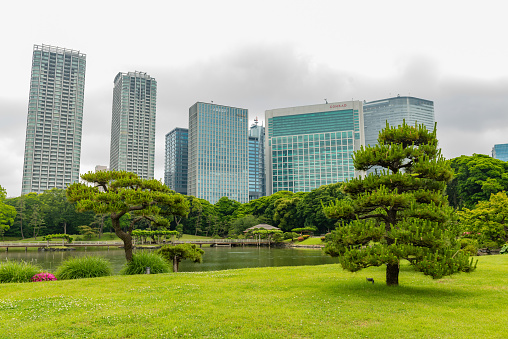 In Tokyo, Japan the Edo style park, Hamarikyu Gardens is located in the Chuo Ward and provides a green space in the city along the Sumida River estuary, which fills the ponds with seawater.