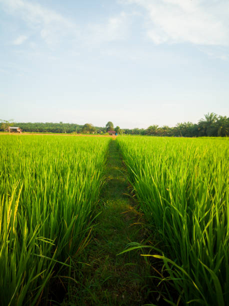 istock Green rice fields in a wide rice field 1682439561
