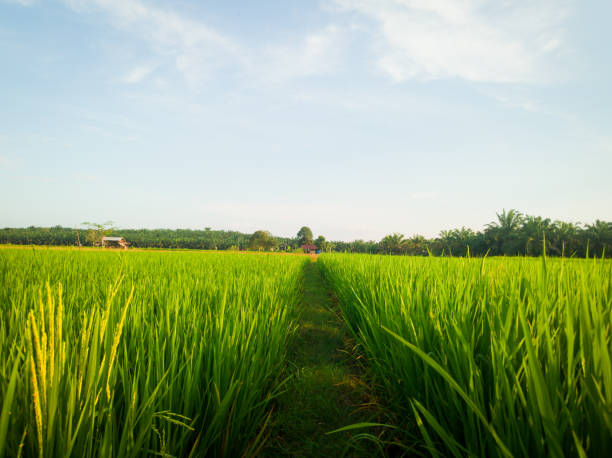 istock Green rice fields in a wide rice field 1682439562