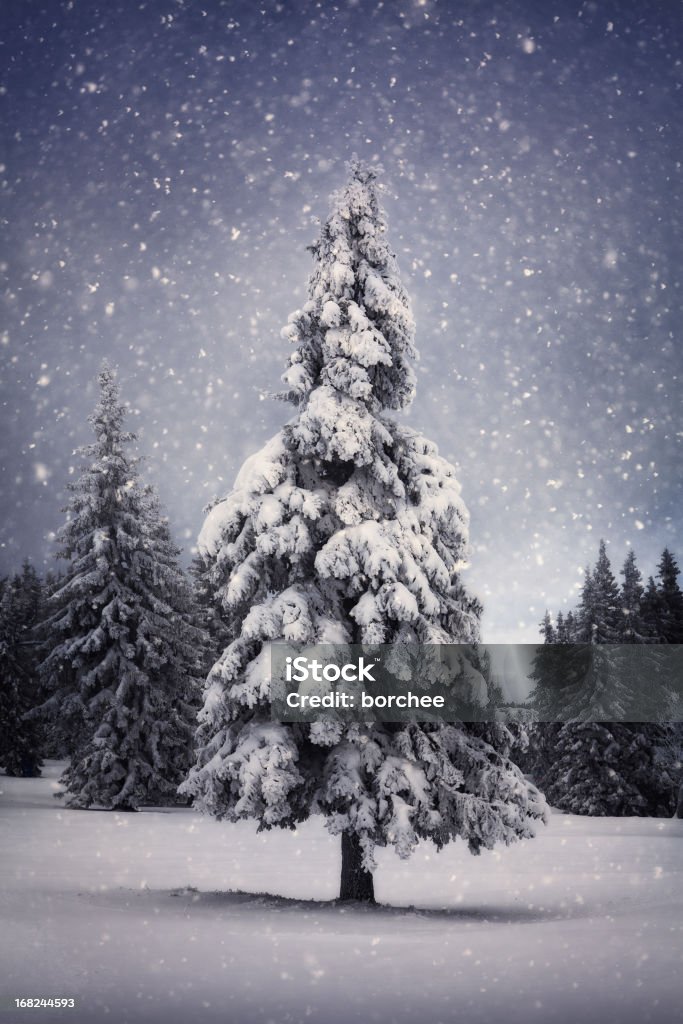 Albero inverno - Foto stock royalty-free di Natale