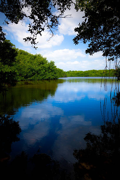 istock Water, sky and trees in Everglades National Park 168244974
