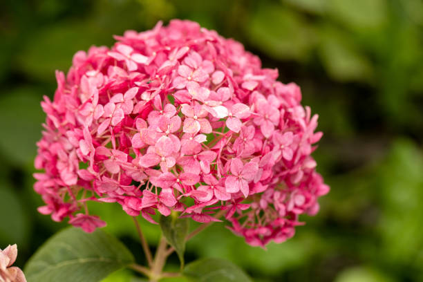 istock Flowering hydrangea tree, Hydrangea arborescens or Candybelle Bubblegum in the garden in summer 1682455981