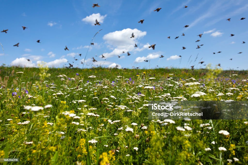 Blühende Wild Blüte Wiese. - Lizenzfrei Bedecktsamer Stock-Foto