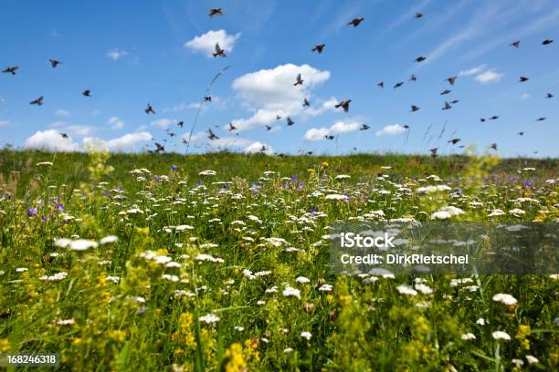 Blühende Wild Blüte Wiese Stockfoto und mehr Bilder von Bedecktsamer - Bedecktsamer, Blume, Blüte