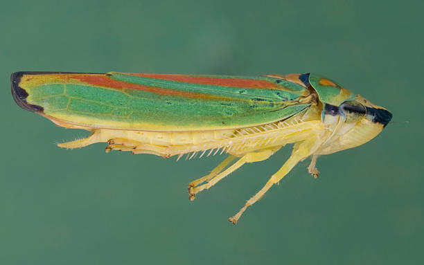 Rhododendron leafhopper - Graphocephala fennahi stock photo