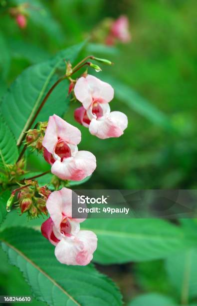 Foto de Flores Ornamentais Juwelweed e mais fotos de stock de Balsâmina dos Himalaias - Balsâmina dos Himalaias, Cabeça da flor, Fileira