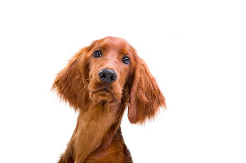 Irish Setter with a quizzical expression