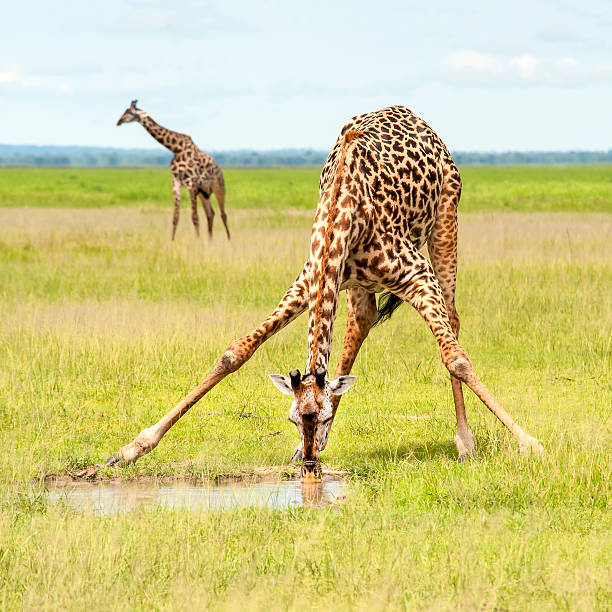 istock Giraffe is spreading the legs to drink water 168246892