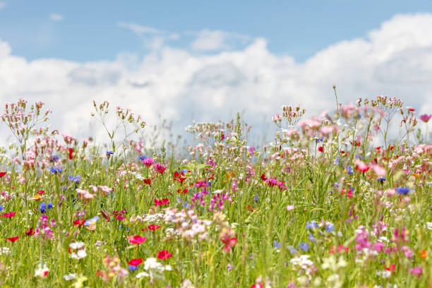 fleurs de prairie - flower blumenwiese meadow flower head photos et images de collection