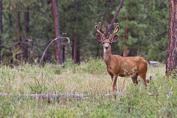 Buck Deer Picture Mule deer in the velvet white tailed stock pictures, royalty-free photos & images