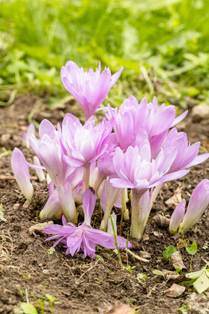 Colchicum Waterlily purple flowers in garden Colchicum Waterlily purple flowers in garden. High quality photo meadow saffron stock pictures, royalty-free photos & images