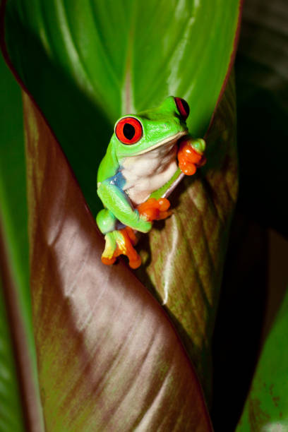 istock Frog on a plant in its natural environment 168247341