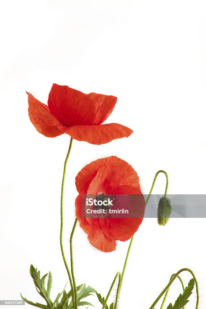 아름다운 붉은 Poppies - 로열티 프리 0명 스톡 사진