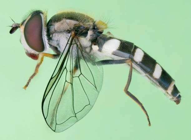 Hoverfly stock photo