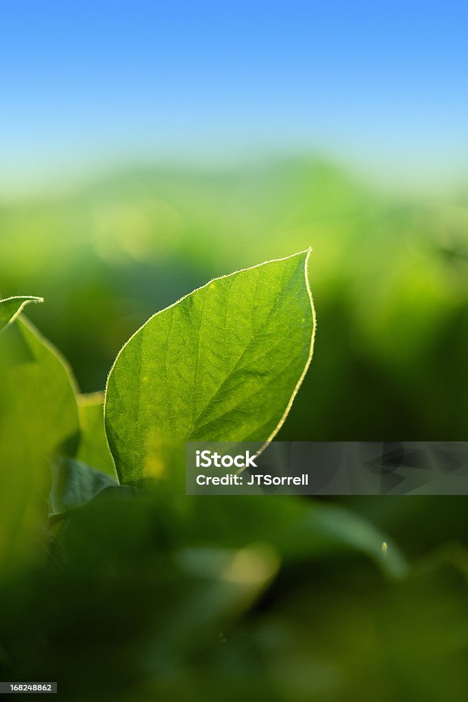 Beautiful Growing Leaf A vibrant image of a growing leaf (soy plant) Soybean Stock Photo
