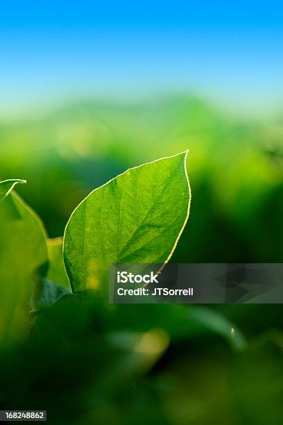 Beautiful Growing Leaf Stock Photo - Download Image Now - Soybean, Crop - Plant, Leaf